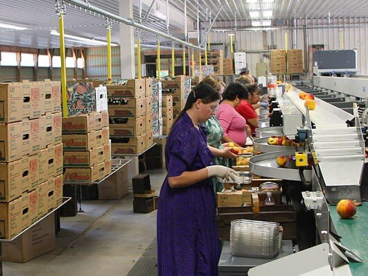 Produce packing monorail conveyors