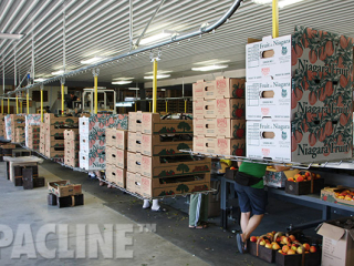 Overhead conveyor empty carton delivery system for peach packing.