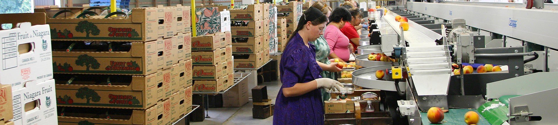 Overhead conveyor delivers empty cartons in fruit packing house.